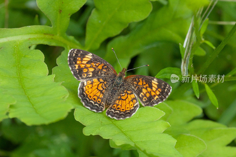 北新月蝶(Phyciodes cocyta)，北新月蝶。